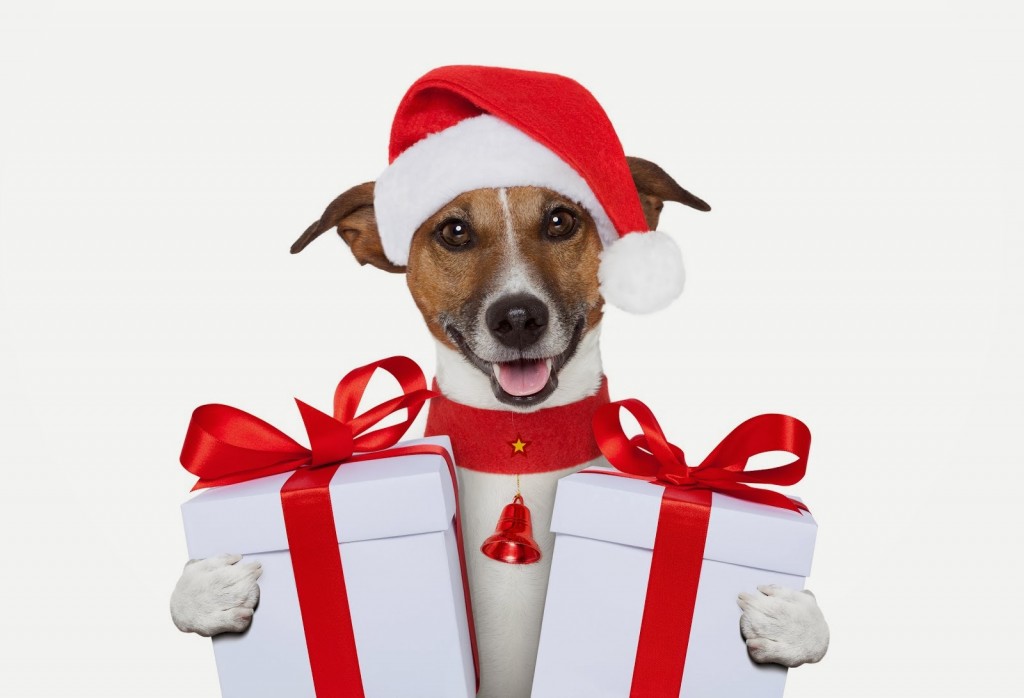 Dog-Christmas-gift-wallpapers132014